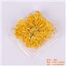 金丝皇菊批发_桂林金丝皇菊_祺冠金丝皇菊