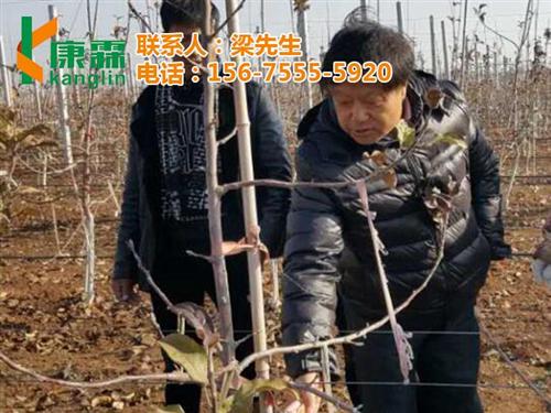 买康霖苹果,康霖苹果,康霖现代农业(查看&nbsp;&nbsp;哪里买康霖苹果&nbsp;&nbsp;康霖苹果批发价格