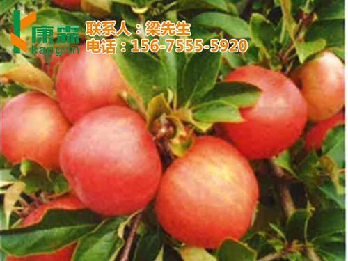 康霖苹果|康霖现代农业|康霖苹果联系电话&nbsp;&nbsp;陕西康霖苹果供应&nbsp;&nbsp;康霖苹果哪里买