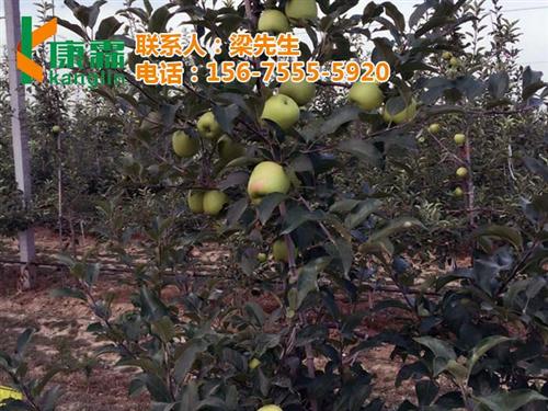 康霖苹果_康霖现代农业_陕西的康霖苹果&nbsp;&nbsp;陕西有卖康霖苹果&nbsp;&nbsp;康霖苹果的价格