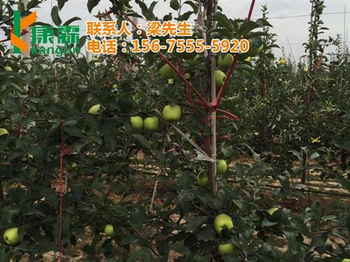 康霖苹果|康霖现代农业|陕西有卖康霖苹果&nbsp;&nbsp;怎么买康霖苹果&nbsp;&nbsp;康霖苹果的价格
