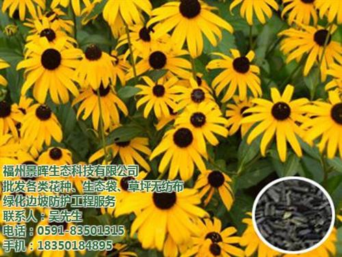 福州波斯菊种子批发,种子批发,福州花种子 福州白三叶种子批 福州银合欢种子批