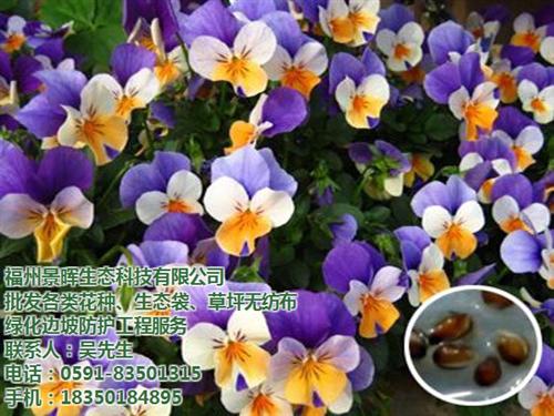福州银合欢种子批发_种子批发_福州景晖种&nbsp;&nbsp;福州波斯菊种子批&nbsp;&nbsp;福州牵牛花种子批