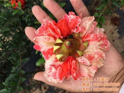 白城牡丹石榴、德丰农场、牡丹石榴种植 牡丹石榴价格 牡丹石榴图片