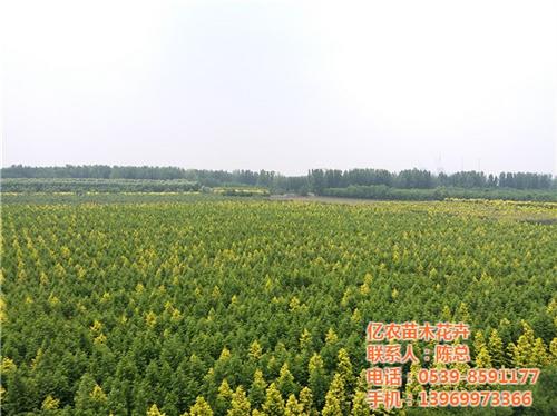 苗木基地|亿农苗木花卉|花卉苗木基地&nbsp;&nbsp;果树苗木基地&nbsp;&nbsp;全国苗木基地