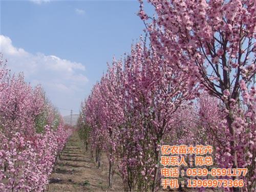 美国红枫苗木基地_苗木基地_亿农苗木花卉 花卉苗木基地 供应水杉苗木基地