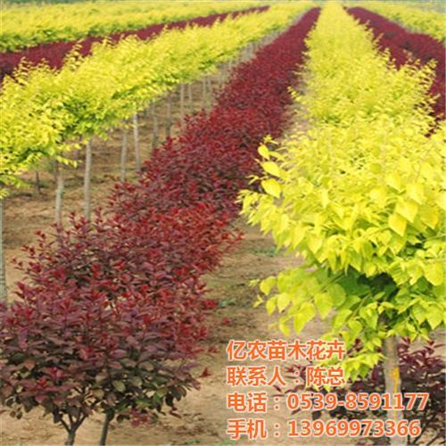 花卉苗圃基地哪家好_花卉苗圃基地_亿农苗&nbsp;&nbsp;花卉苗圃基地图片&nbsp;&nbsp;山东花卉苗圃基地