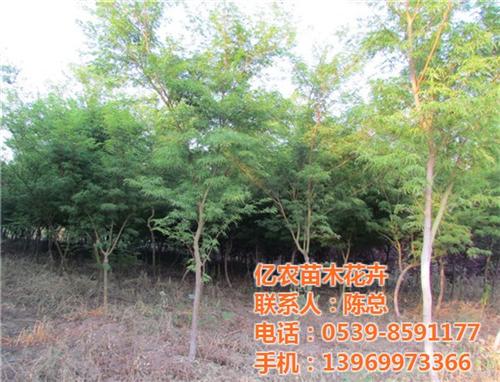 全国大型花卉苗木基地|花卉苗木基地|亿农&nbsp;&nbsp;花卉苗木基地介绍&nbsp;&nbsp;花卉苗木基地规划