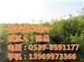 花卉苗木基地介绍,花卉苗木基地,亿农苗木