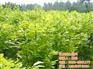 花卉苗圃基地|亿农苗木花卉|大型花卉苗圃