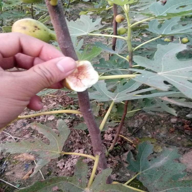 无花果苗品种介绍 无花果苗价格 布兰瑞克哪里有  无花果品种介绍
