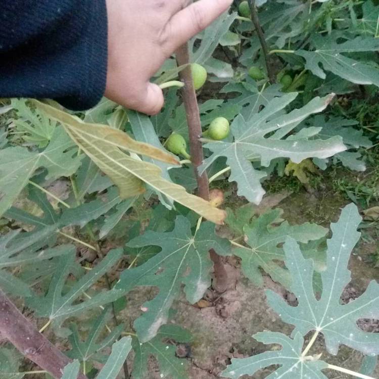 无花果苗品种介绍 无花果苗价格 布兰瑞克哪里有  无花果品种介绍