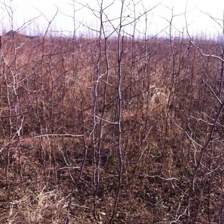 沾化冬枣苗价格 1-5公分枣树苗基地 枣树苗介绍  沾化冬枣价格
