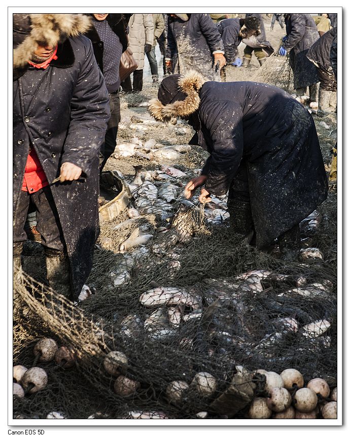 北京上海查干湖胖头鱼批发，北京上海查干湖胖头鱼礼盒  北京查干湖鱼批发  上海查干湖鱼批发  北京哪里卖查干湖鱼