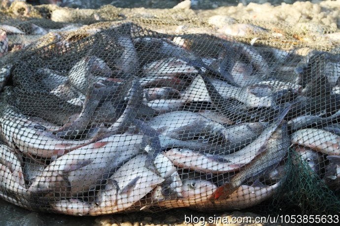 天津重庆查干湖鱼批发价格，天津重庆查干湖鱼礼盒代理  天津查干湖鱼批发  天津查干湖鱼礼盒