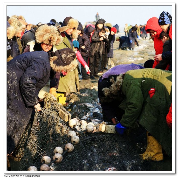 辽宁沈阳查干湖鱼批发价格，辽宁沈阳查干湖鱼代理加盟  辽宁查干湖鱼批发