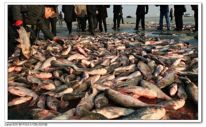 山东济南查干湖胖头批发5-20斤礼盒装30元/斤鲜鱼头  济南查干湖胖头鱼  山东查干湖胖头鱼  济南查干湖鱼礼盒