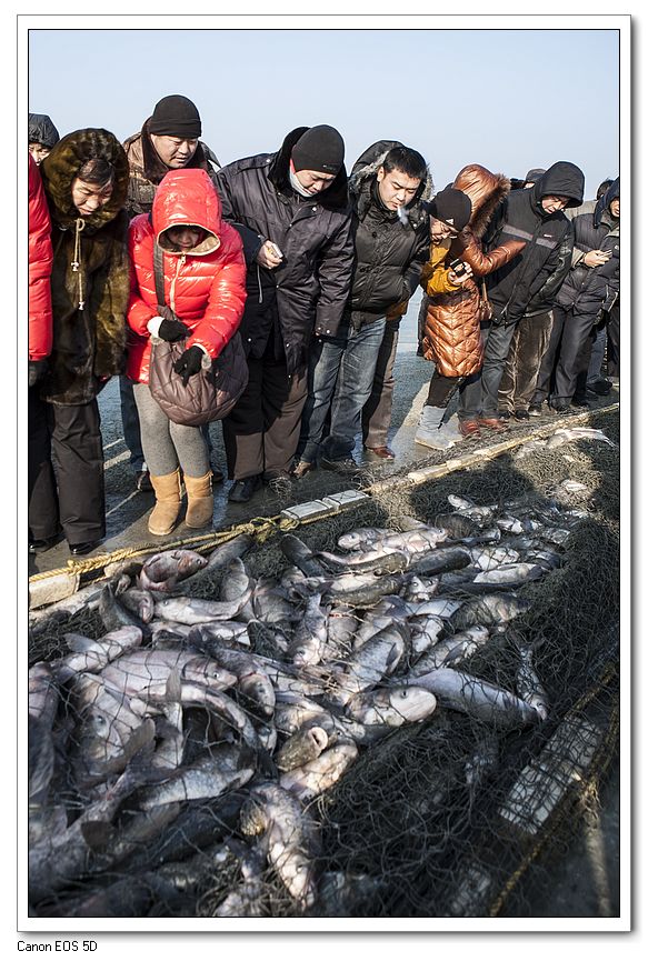 山东济南查干湖胖头批发5-20斤礼盒装30元/斤鲜鱼头  济南查干湖胖头鱼  山东查干湖胖头鱼  济南查干湖鱼礼盒