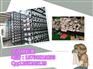 便宜的4倍破断吊装带|10T(吨)吊装带|5T吊装带