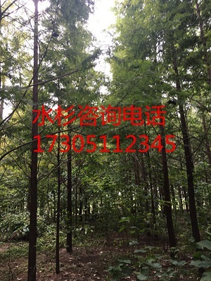 8公分水杉产地&nbsp;&nbsp;水杉价格&nbsp;&nbsp;水杉基地