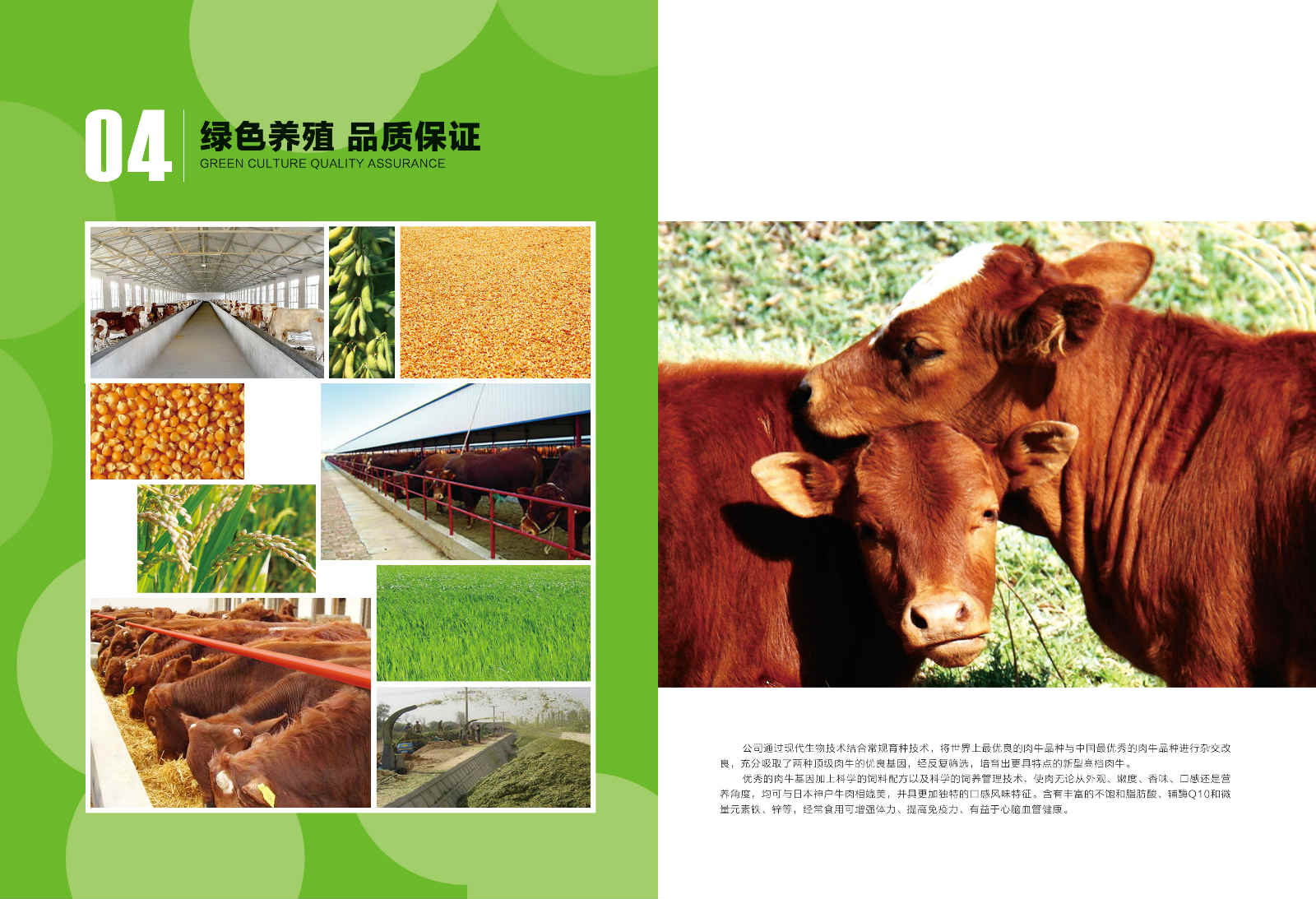 哪里能买到放心的排酸牛肉 提供眼肉  原切牛排