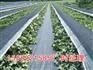 园林绿化防草布,大棚种植防草布生产厂家