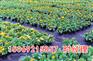 农业用地面防草布，园艺防草布生产厂家
