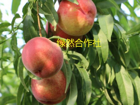 来抓我呀，度娘！中熟桃子秋彤，离核桃，贮&nbsp;&nbsp;桃树苗&nbsp;&nbsp;中熟桃树苗