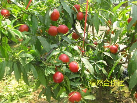 【用洪荒之力搜索‘绿然合作社’】晚熟新品&nbsp;&nbsp;桃树苗&nbsp;&nbsp;晚熟桃树苗