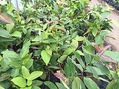 供应广西有品质的莲雾苗-南宁专业种植莲雾  广西莲雾苗种植基地  广西莲雾苗价格