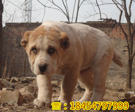 弥渡县纯种苏联红犬怎么销售