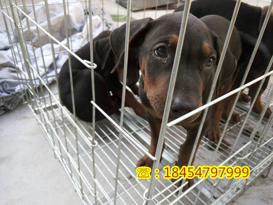 昂仁县大型莱州红犬原图片