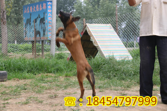 云县大型哪里纯种苏联红犬的纯种