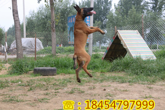 安次优惠出售现在一只莱州红犬多少钱