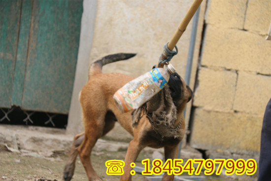 旺苍县大型莱州红犬出售