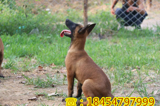 满洲里市大型纯种苏联红犬养殖
