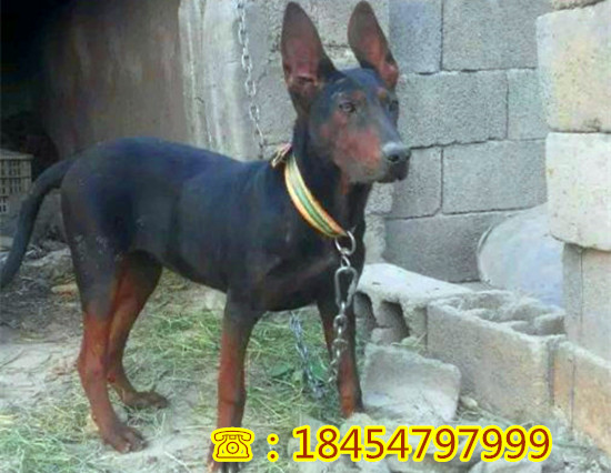 昂仁县大型莱州红犬原图片