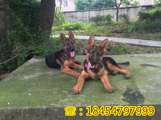 梅里斯达斡尔族区莱州红犬批发市场