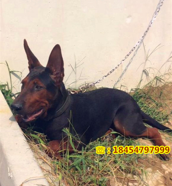 张家口市桥东区出售纯种苏联红犬购买