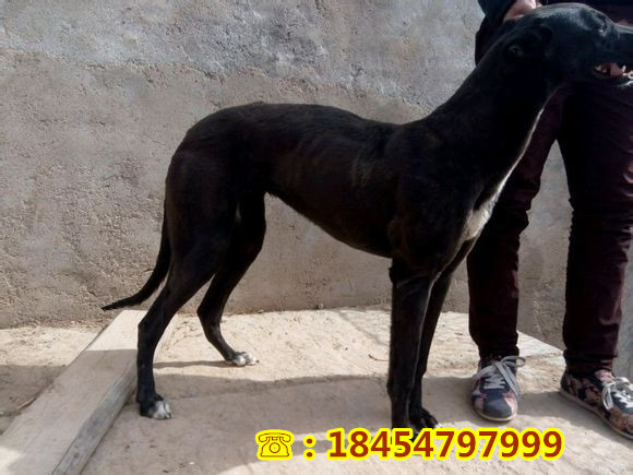 望都县哪里有成年马犬能吗