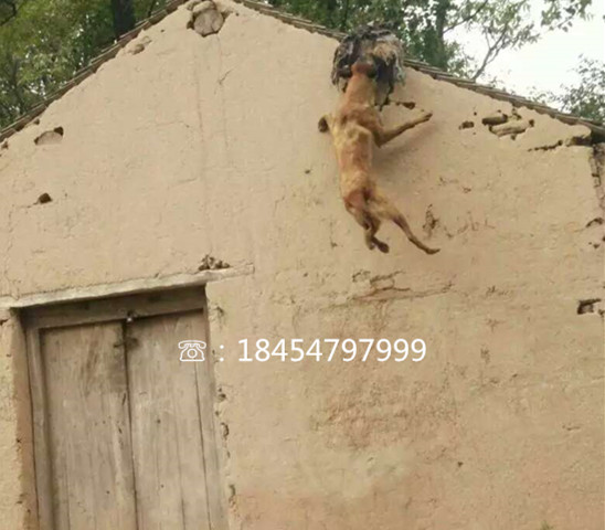梅里斯达斡尔族区莱州红犬批发市场