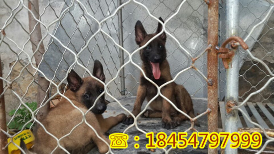 阳山县莱州红犬价格的比较新价格