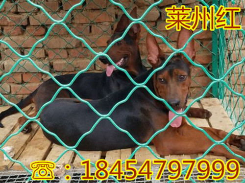 芒康县哪里有黑狼犬视频
