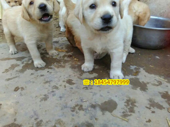 望都县哪里有成年马犬能吗