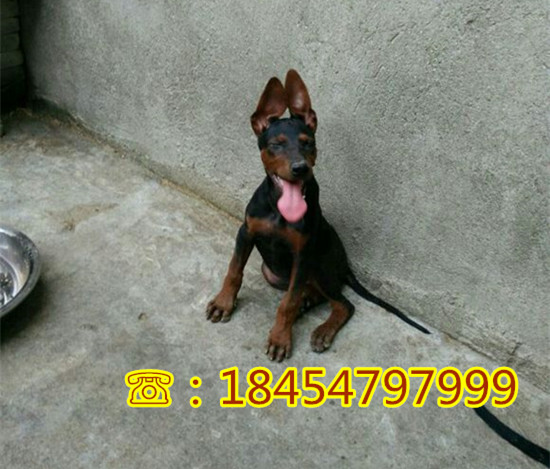 安次优惠出售现在一只莱州红犬多少钱