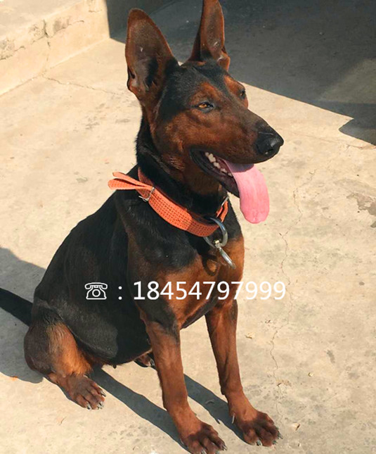 临猗县南方适合养莱州红犬吗