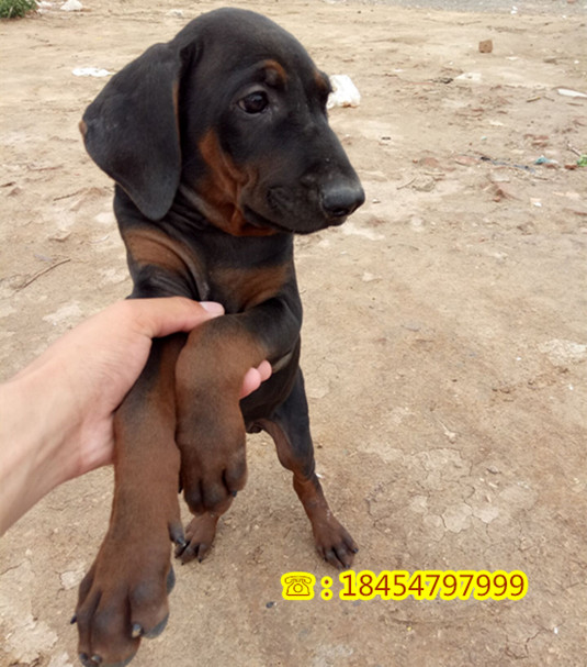 忠优惠出售什么地方有莱州红犬