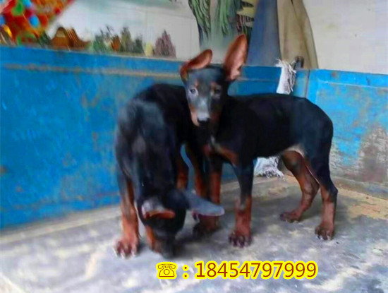 古优惠出售莱州红犬价格哪里便宜