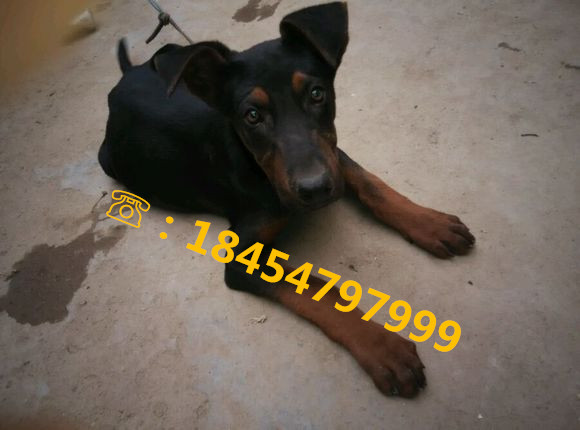 昂仁县大型莱州红犬原图片
