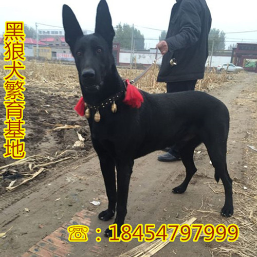 大余县哪里有罗威纳犬适合吗